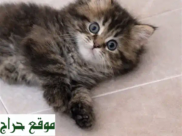 للبيع: 3 قطط شيرازي أنجورا تركية إناث - شعر كثيف، لعوبات، ومدربات على اللتر بوكس! 4