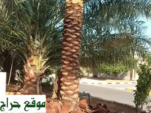 نخيل للبيع: اكتشف أجود وأندر أصناف النخيل – خلاص، فرض، برحي، مجدول والمزيد لمشاريعكم