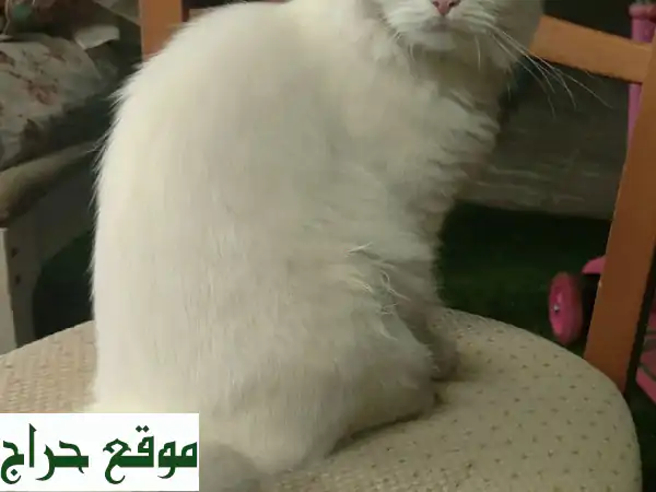 قط شيرازي نادر للبيع في أبوظبي | جوهرة بني ياس بصحة ممتازة (400 درهم) 2
