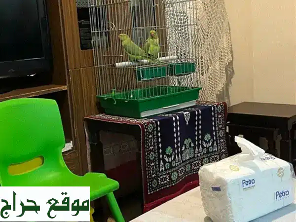 جوز درة للبيع: رفقاء العمر بـ 250$ | صحة ممتازة ومعودين (غير مروضين)