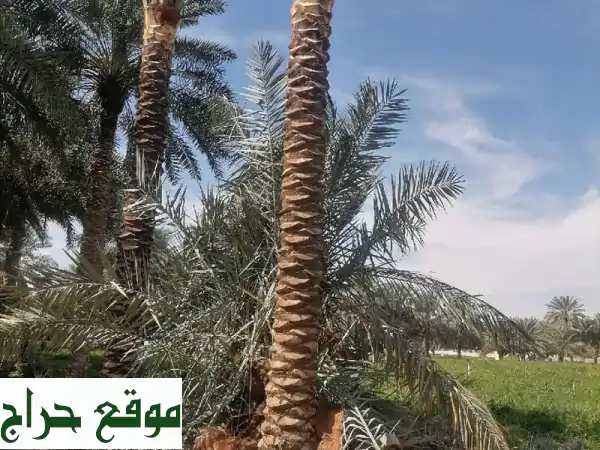 نخيل للبيع: اكتشف أجود وأندر أصناف النخيل – خلاص، فرض، برحي، مجدول والمزيد لمشاريعكم 4