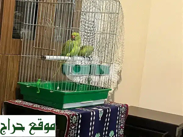 جوز درة للبيع: رفقاء العمر بـ 250$ | صحة ممتازة ومعودين (غير مروضين) 2