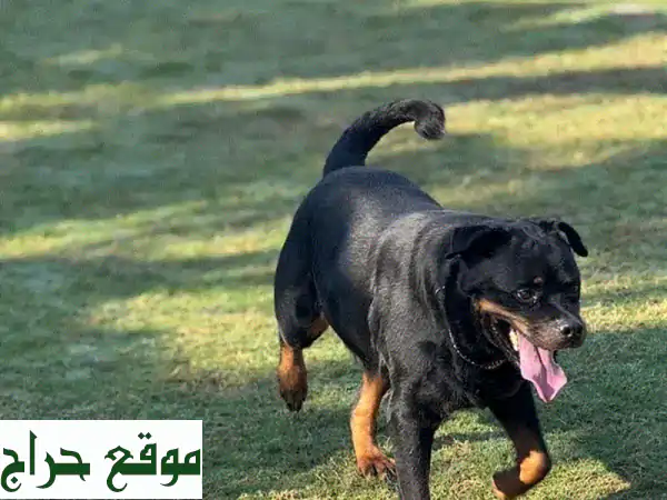 كلب روتوايلر للبيع | ذكر مدرب، أليف وصحة ممتازة (100 دينار) 2