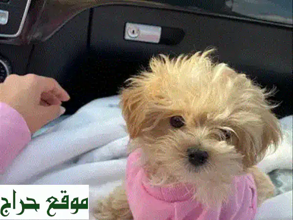 جرو جيرمن شيبرد أصيل للبيع | خطوط عرض عالمية مميزة | رفيقك المثالي | نيو جديدة 4