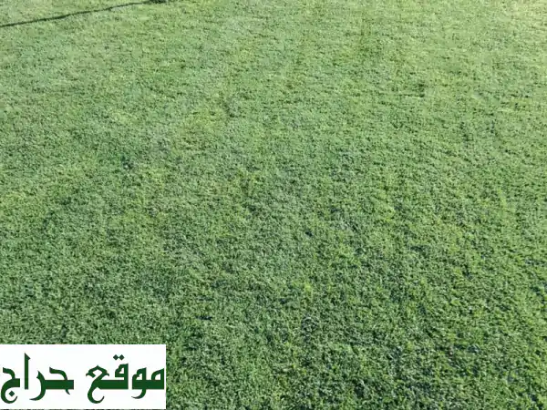 أفضل مقاول لاند سكيب وتنسيق حدائق | فرش نجيلة وخدمات زراعية بأفضل الأسعار 4