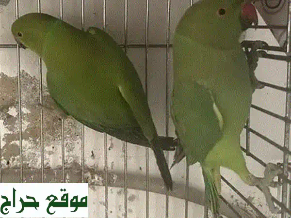 جوز درة للبيع: رفقاء العمر بـ 250$ | صحة ممتازة ومعودين (غير مروضين) 3