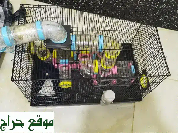 شوقر قلايدر أنثى للبيع 🦋 | صغيرة (3 شهور) أليفة ومُدربة | مع قفصين وألعاب – فرصتك لسنجاب طائر ساحر! 4