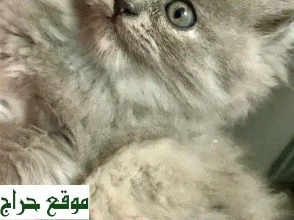 للبيع: 3 قطط شيرازي أنجورا تركية إناث - شعر كثيف، لعوبات، ومدربات على اللتر بوكس! 3