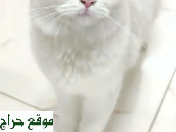 قط شيرازي نادر للبيع في أبوظبي | جوهرة بني ياس بصحة ممتازة (400 درهم)