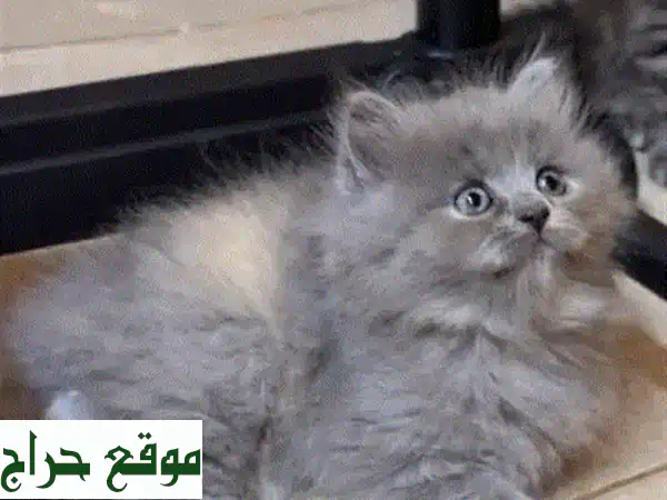 للبيع: 3 قطط شيرازي أنجورا تركية إناث - شعر كثيف، لعوبات، ومدربات على اللتر بوكس! 2