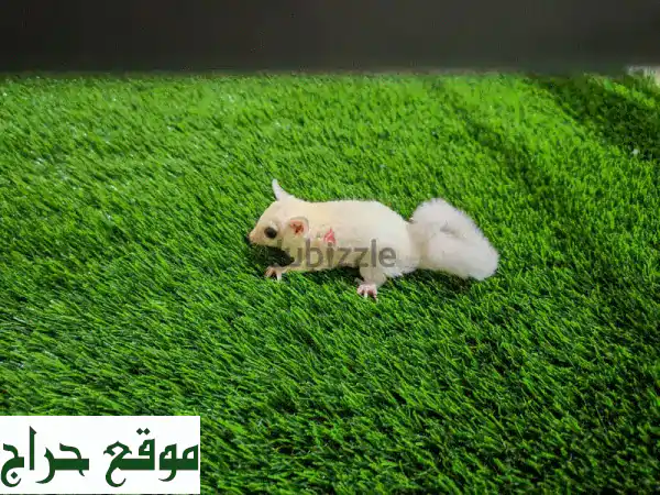 شوقر قلايدر أنثى للبيع 🦋 | صغيرة (3 شهور) أليفة ومُدربة | مع قفصين وألعاب – فرصتك لسنجاب طائر ساحر! 2