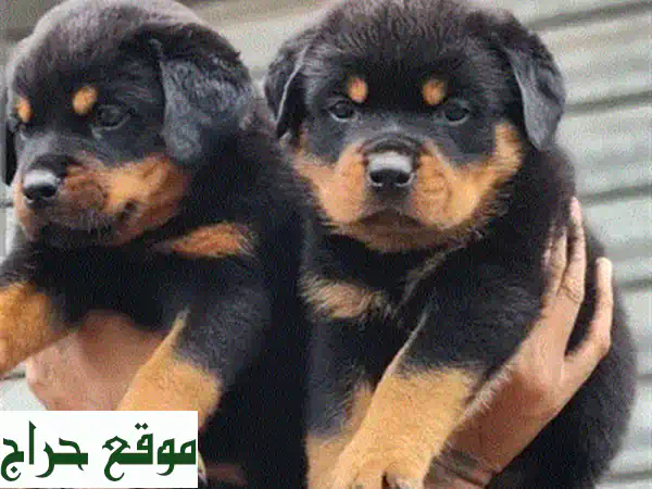 جرو جيرمن شيبرد أصيل للبيع | خطوط عرض عالمية مميزة | رفيقك المثالي | نيو جديدة 3