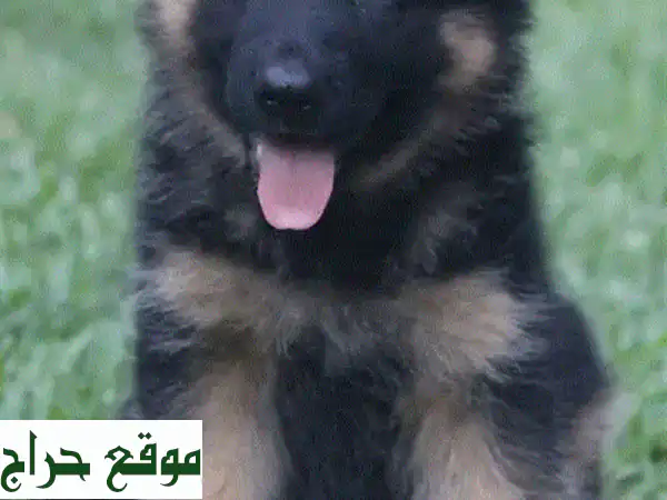 جرو جيرمن شيبرد أصيل للبيع | خطوط عرض عالمية مميزة | رفيقك المثالي | نيو جديدة