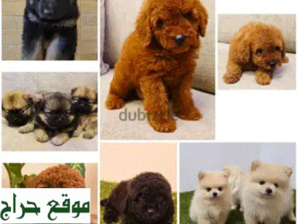كلب روتوايلر للبيع | ذكر مدرب، أليف وصحة ممتازة (100 دينار) 3