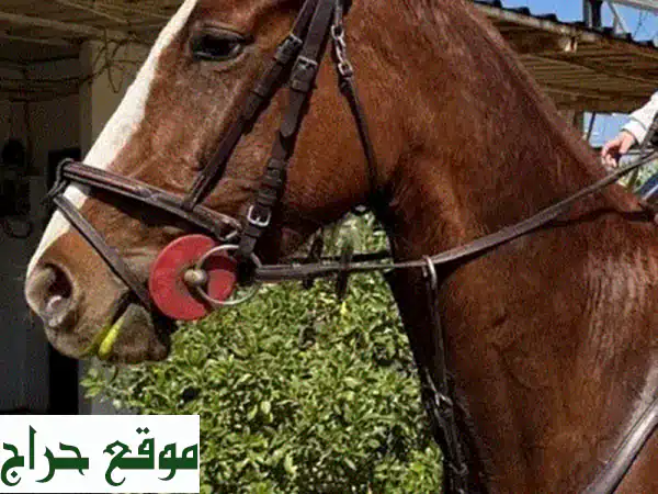 فرس إنكليزية أصيلة للقفز (شو جمبنج) واعدة للبيع في طرابلس - فرصة لا تُعوّض! 3