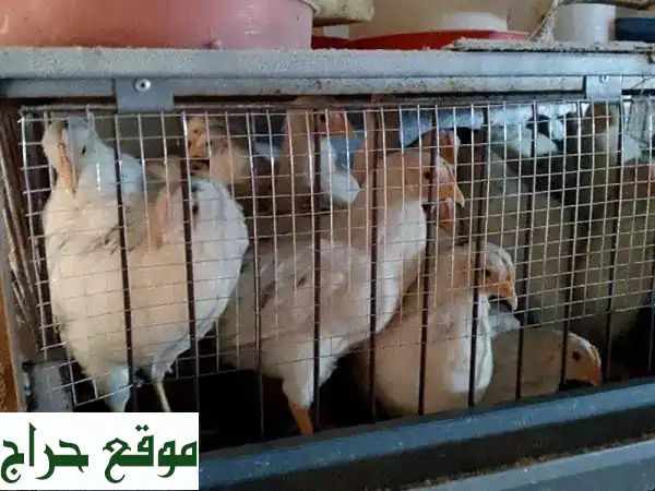 فراخ وصيصان للبيع | ابدأ مشروعك أو مزرعتك الصغيرة اليوم! 3