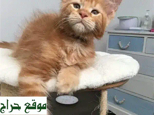 قطة ماين كون صغيرة للبيع: ودودة ومدربة | جواز سفر وميكروتشيب - عمر شهرين!