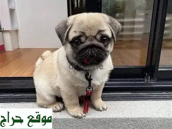 جراء مالتيبو مفلحة للبيع: رفيقك الذكي والمضاد للحساسية للعائلة في الجديدة! 4