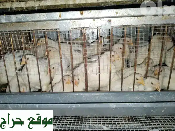 فراخ وصيصان للبيع | ابدأ مشروعك أو مزرعتك الصغيرة اليوم! 2