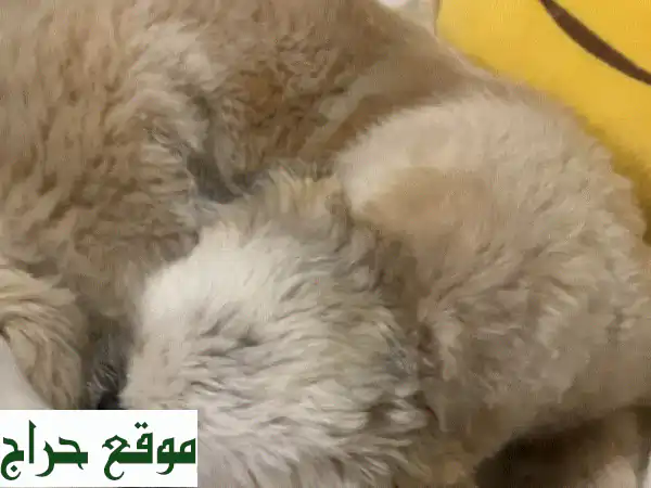 شيه تزو للبيع: لونا، أنثى مدربة ومرحة (8 أشهر) – رفيقة مثالية مع مستلزماتها! 2