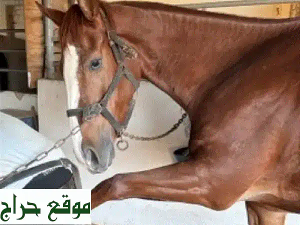 فرس إنكليزية أصيلة للقفز (شو جمبنج) واعدة للبيع في طرابلس - فرصة لا تُعوّض! 4