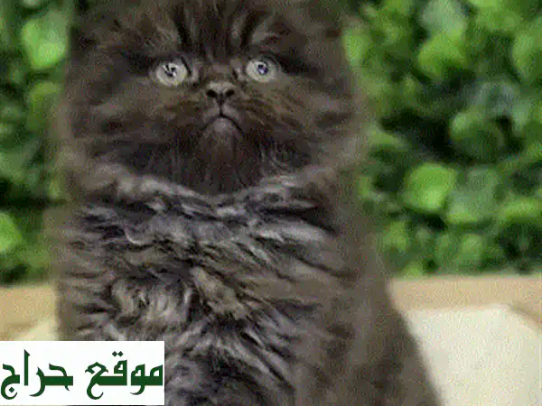 قطة بريتش شورتهير ليلكي للبيع في لبنان | عمر شهرين، مطعمة، حنونة وجميلة، توصيل لجميع المناطق! 2
