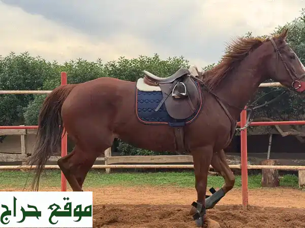 فرس إنكليزية أصيلة للقفز (شو جمبنج) واعدة للبيع في طرابلس - فرصة لا تُعوّض!