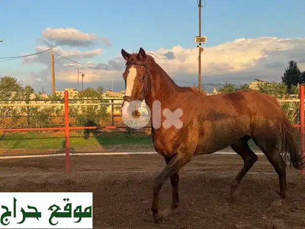 فرس إنكليزية أصيلة للقفز (شو جمبنج) واعدة للبيع في طرابلس - فرصة لا تُعوّض! 2