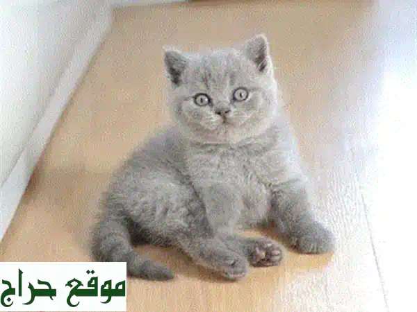 قطة بريتش شورتهير ليلكي للبيع في لبنان | عمر شهرين، مطعمة، حنونة وجميلة، توصيل لجميع المناطق! 4