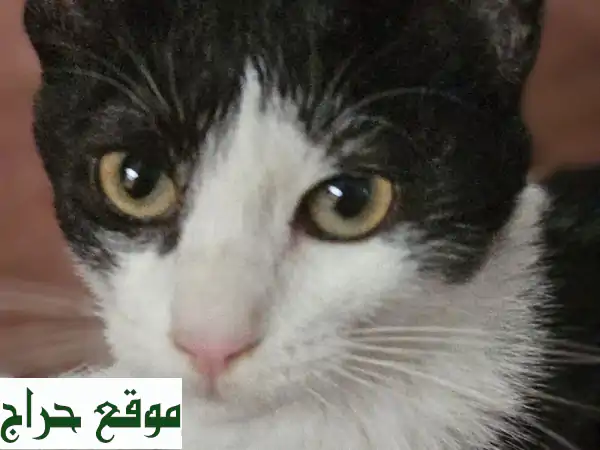 تبني قط صغير مجاناً: بسة رائعة بعمر 3 أشهر تنتظر بيتاً دافئاً! 💖