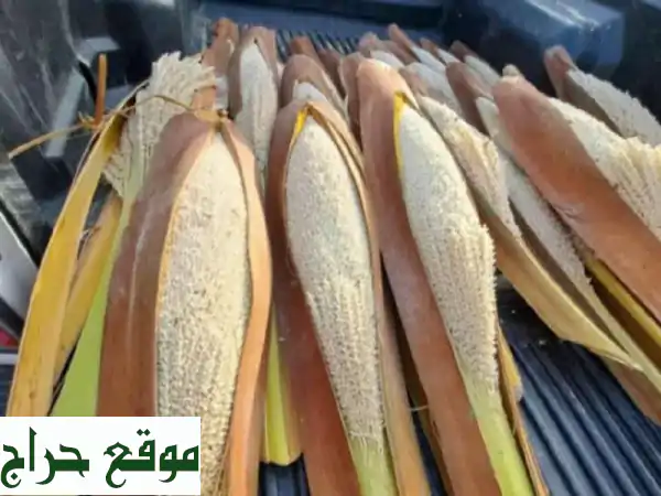 أفضل لقاح نخيل طازج: الدرجة الأولى لإنتاج تمور وفيرة وجودة استثنائية! 2