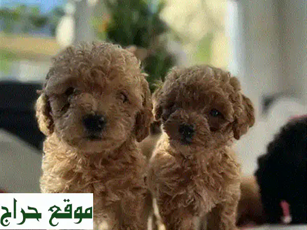 جراء مالتيبو مفلحة للبيع: رفيقك الذكي والمضاد للحساسية للعائلة في الجديدة! 2