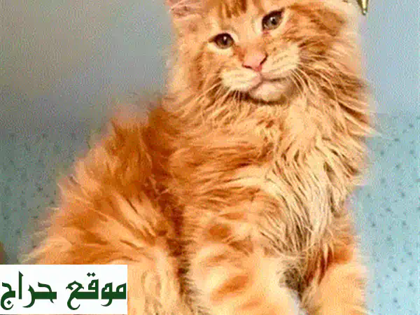 قطة ماين كون صغيرة للبيع: ودودة ومدربة | جواز سفر وميكروتشيب - عمر شهرين! 2