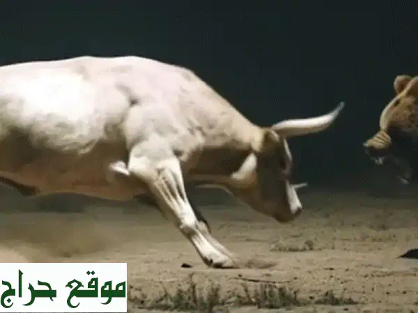 فرصة استثمارية ذهبية: استثمر 50 ألفاً وحقق عائد 8000 ريال شهرياً! (خدمات أعمال مربحة) 2