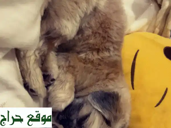 شيه تزو للبيع: لونا، أنثى مدربة ومرحة (8 أشهر) – رفيقة مثالية مع مستلزماتها!