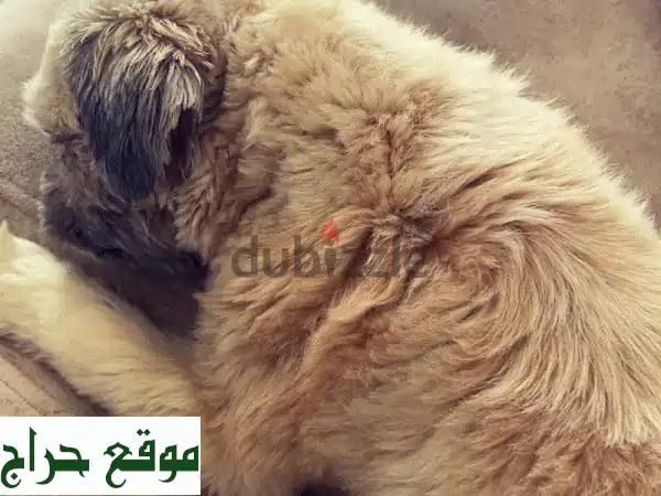 شيه تزو للبيع: لونا، أنثى مدربة ومرحة (8 أشهر) – رفيقة مثالية مع مستلزماتها! 3