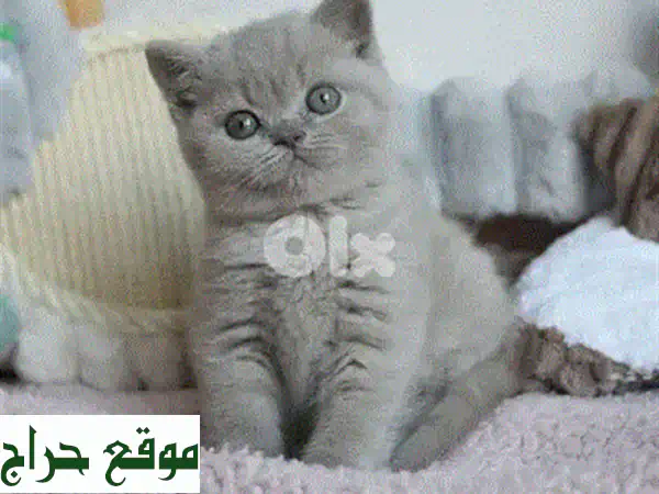 قطة بريتش شورتهير ليلكي للبيع في لبنان | عمر شهرين، مطعمة، حنونة وجميلة، توصيل لجميع المناطق! 3