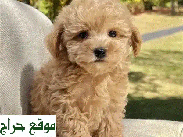 جراء مالتيبو مفلحة للبيع: رفيقك الذكي والمضاد للحساسية للعائلة في الجديدة! 3