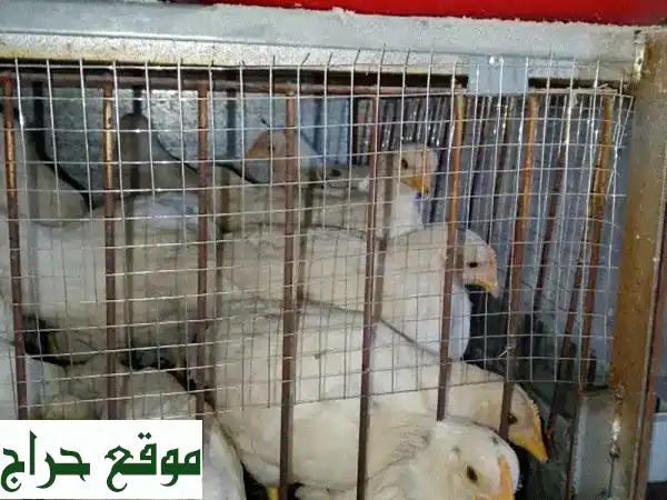 فراخ وصيصان للبيع | ابدأ مشروعك أو مزرعتك الصغيرة اليوم! 4