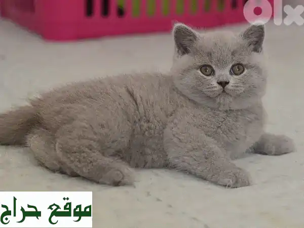 قطة بريتش شورتهير ليلكي للبيع في لبنان | عمر شهرين، مطعمة، حنونة وجميلة، توصيل لجميع المناطق!