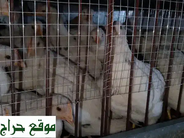 فراخ وصيصان للبيع | ابدأ مشروعك أو مزرعتك الصغيرة اليوم!