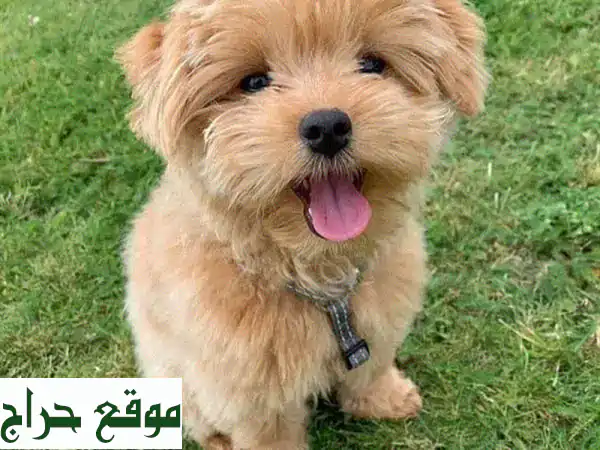 جراء مالتيبو مفلحة للبيع: رفيقك الذكي والمضاد للحساسية للعائلة في الجديدة!