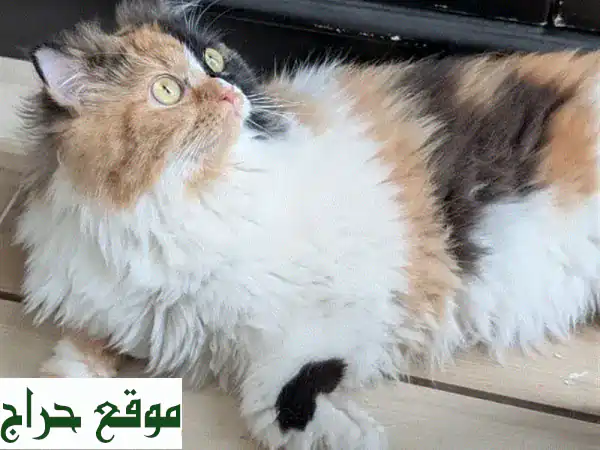 تبنى جينجر: ملكة الكاليكو ذات الفرو الطويل الساحر - جمال لا يُضاهى بانتظار قلب دافئ! 2