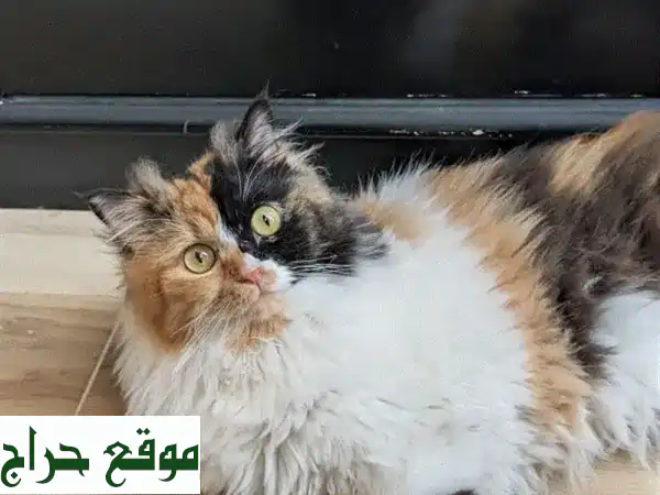 تبنى جينجر: ملكة الكاليكو ذات الفرو الطويل الساحر - جمال لا يُضاهى بانتظار قلب دافئ!