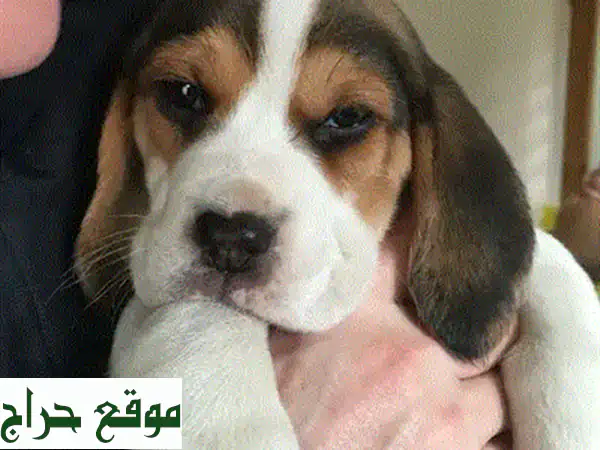 جرو بيجل للبيع: عمر شهرين، مطعم ومدرب على النونية - رفيق مثالي لمنزلك! 3