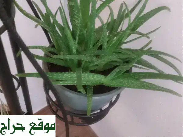 ستاند فرفوجيه مع الزريعه 2