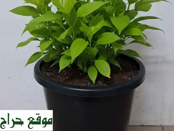 أحواض زراعية 35 لتر لشتولك: حديثة، مبتكرة وتوصيل مجاني! (جملة وتجزئة) 4