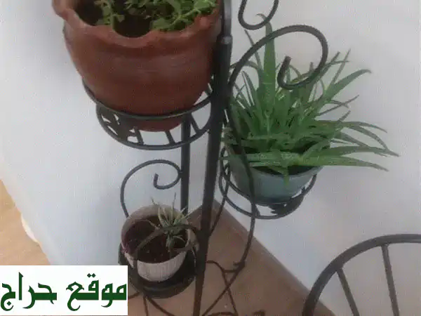 ستاند فرفوجيه مع الزريعه 3