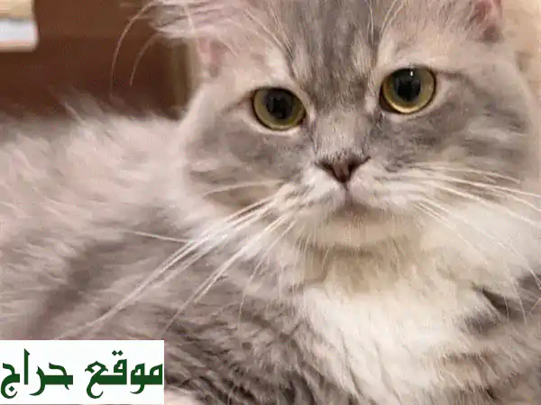 فرصة ذهبية: قط ذكر جميل للتبني! (1.5 سنة) معقم، ومدرب على الليتر بوكس - رفيقك المثالي ينتظر! 2