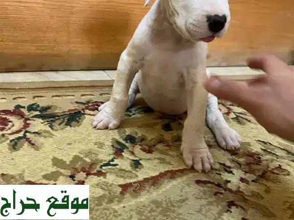 جراوي دوغو أرجنتينو للبيع في ديار المحرق، البحرين - أصيلة، صحية ورفيقتك الأمثل! 3